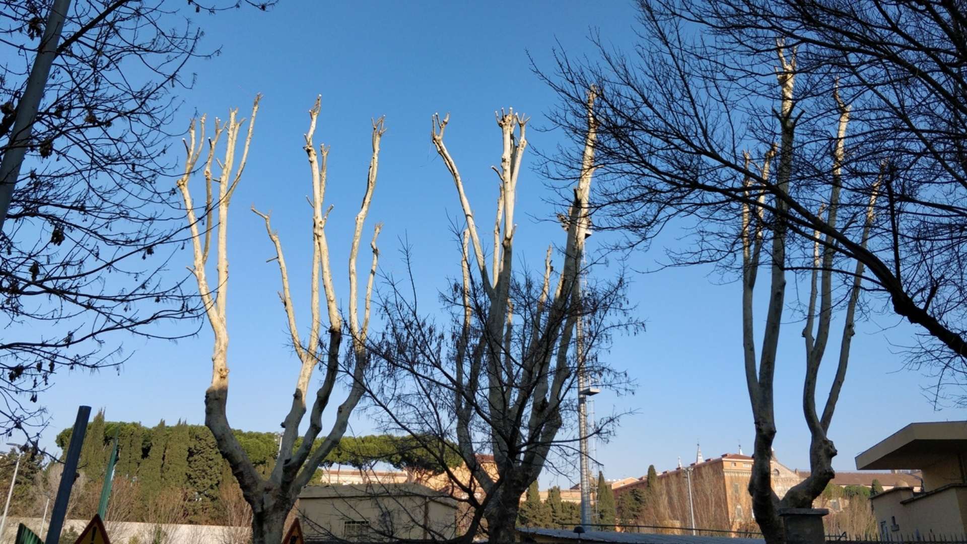 Un quadro unitario per la gestione del verde urbano